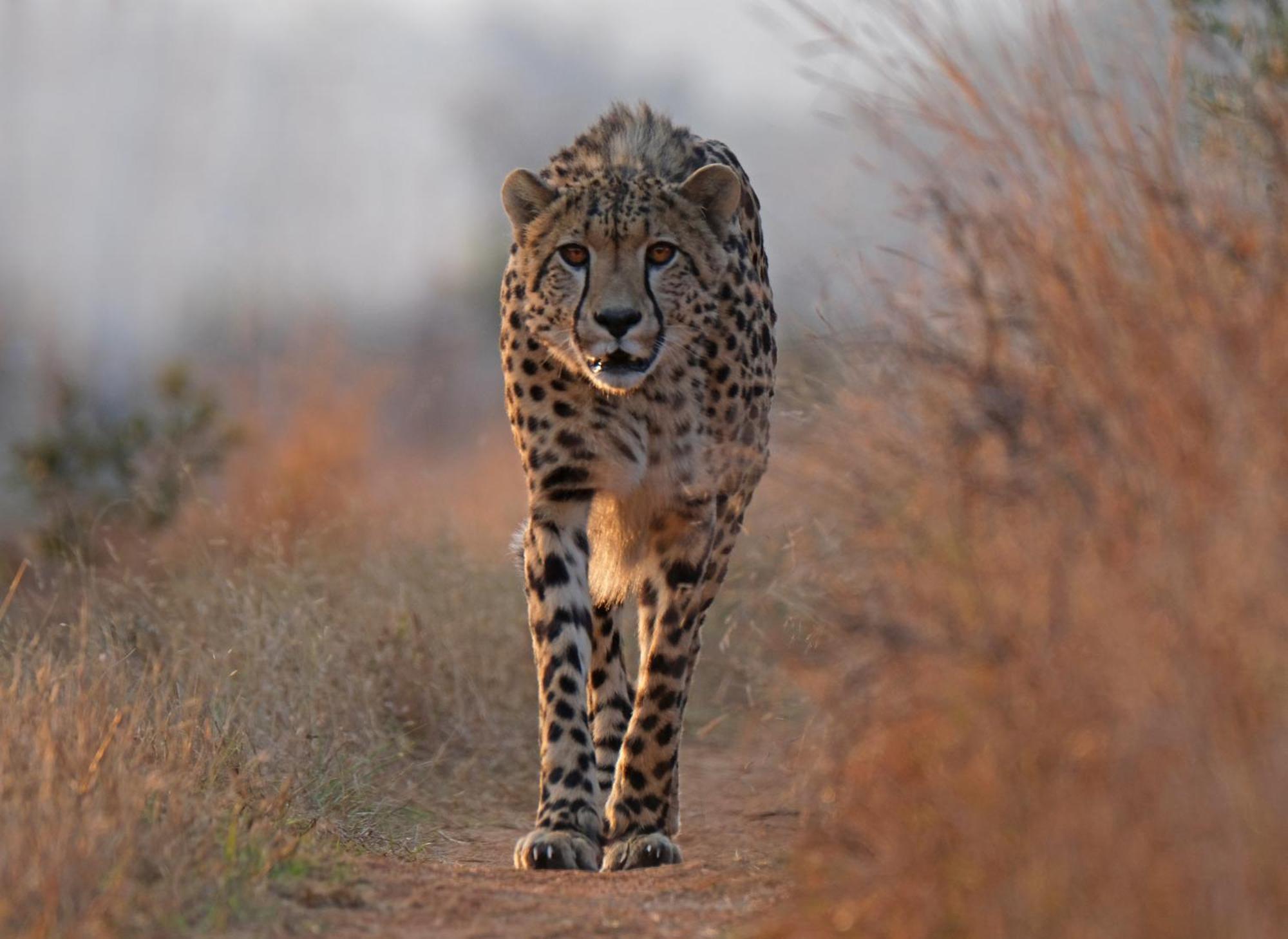 Valley Lodge - Babanango Game Reserve Данди Экстерьер фото