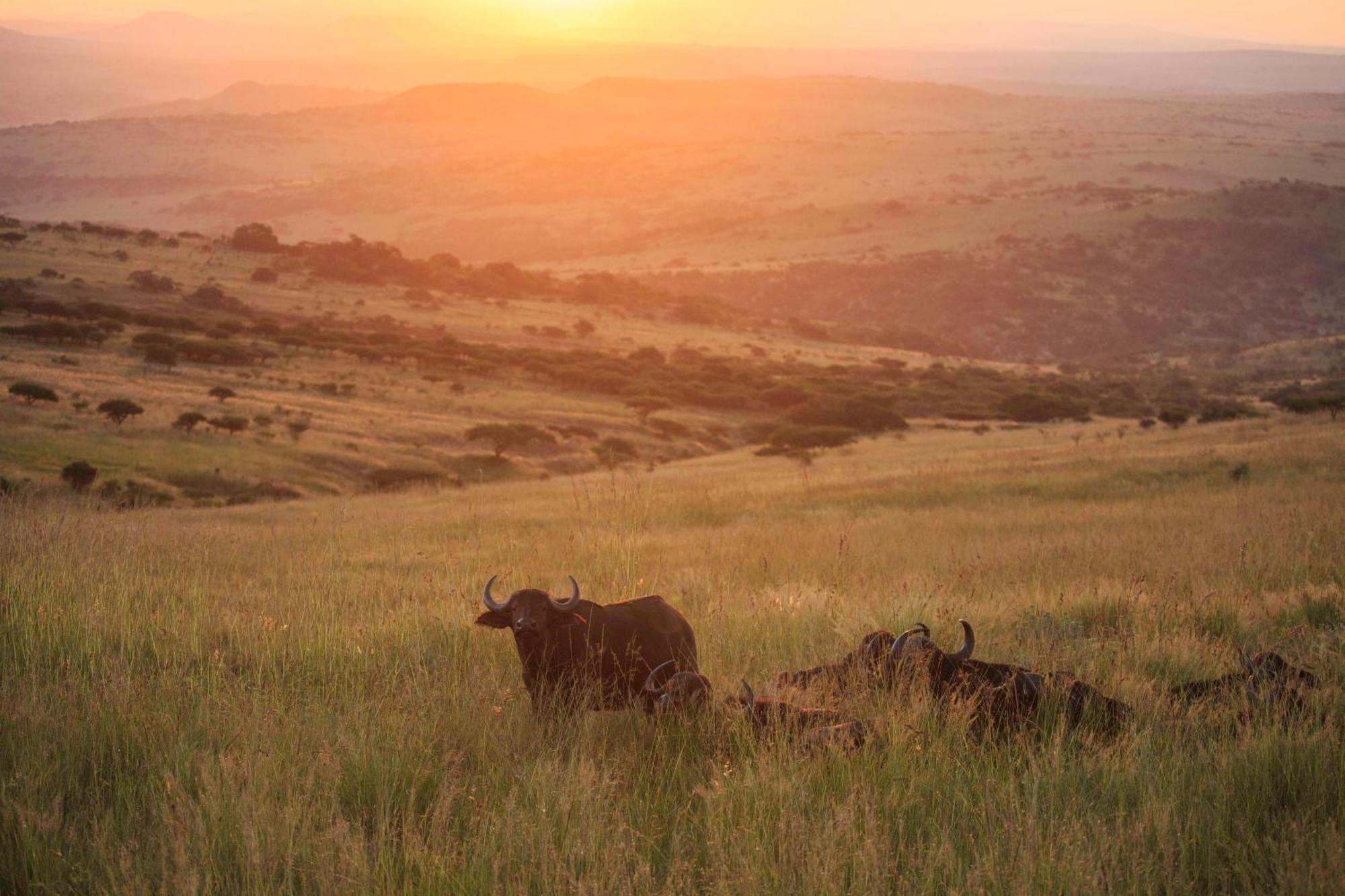 Valley Lodge - Babanango Game Reserve Данди Экстерьер фото