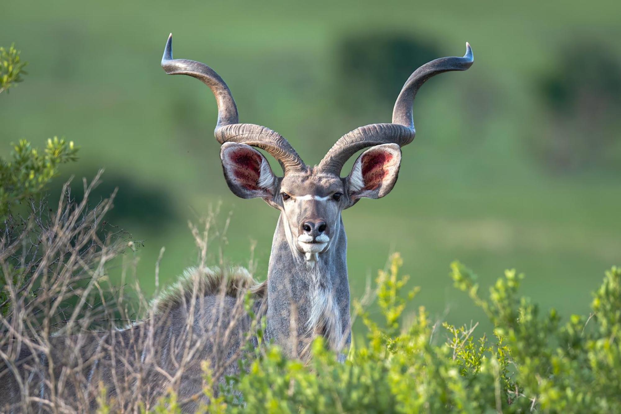 Valley Lodge - Babanango Game Reserve Данди Экстерьер фото